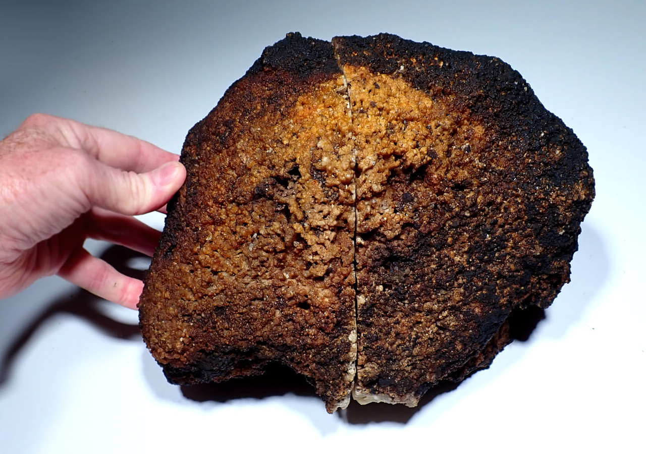 EXCEPTIONAL LARGE COMPLETE AGATIZED CORAL COLONY GEODE SLICED TO REVEAL INTERNAL STRUCTURES  *COR-043