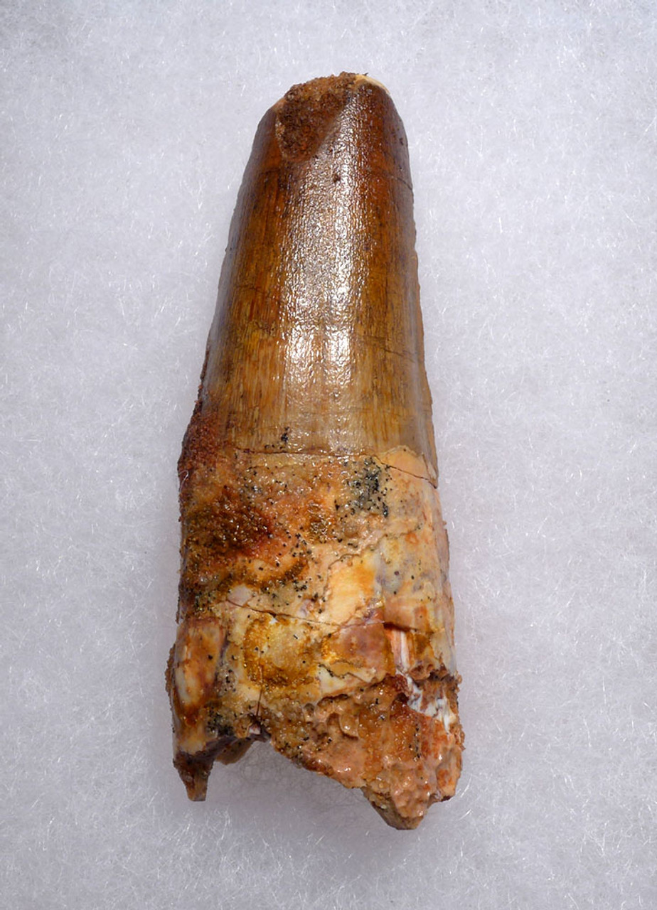 FINE QUALITY UNBROKEN 2.5 INCH SPINOSAURUS TOOTH DINOSAUR FOSSIL  *DT5-615