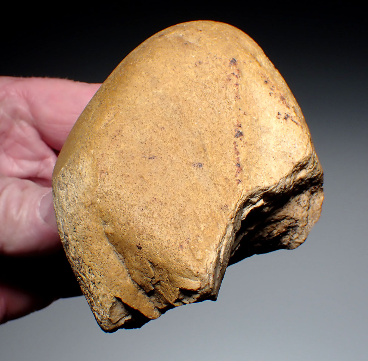 RARE TAUTAVEL MAN BONE-SMASHING QUARTZ PEBBLE TOOL - THE EARLIEST HUMANS IN FRANCE  *PB223