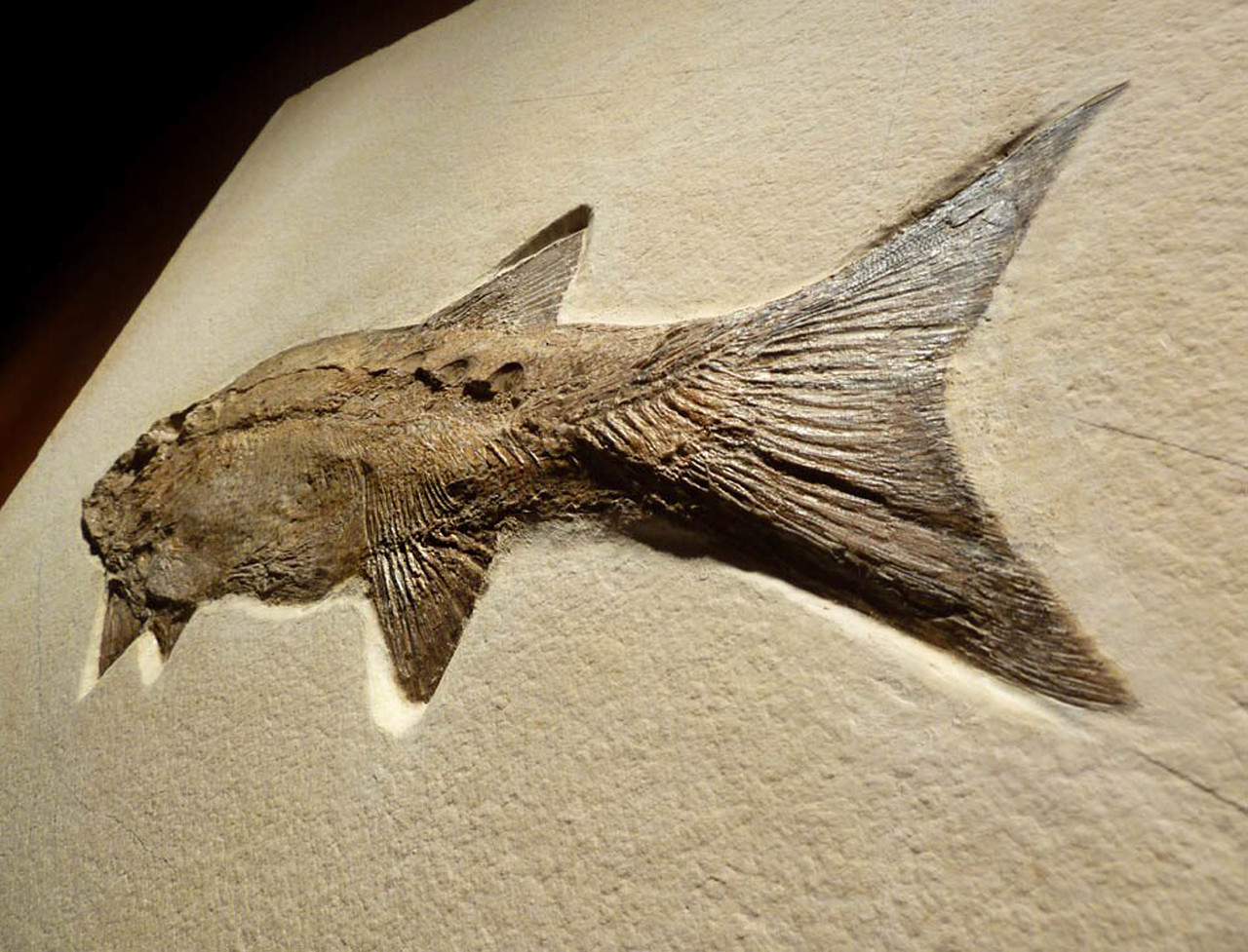 MASSIVE INTERIOR DESIGN ACCENT FOSSIL MUSEUM GRADE GIANT CALLOPTERUS FISH FOSSIL  *F111