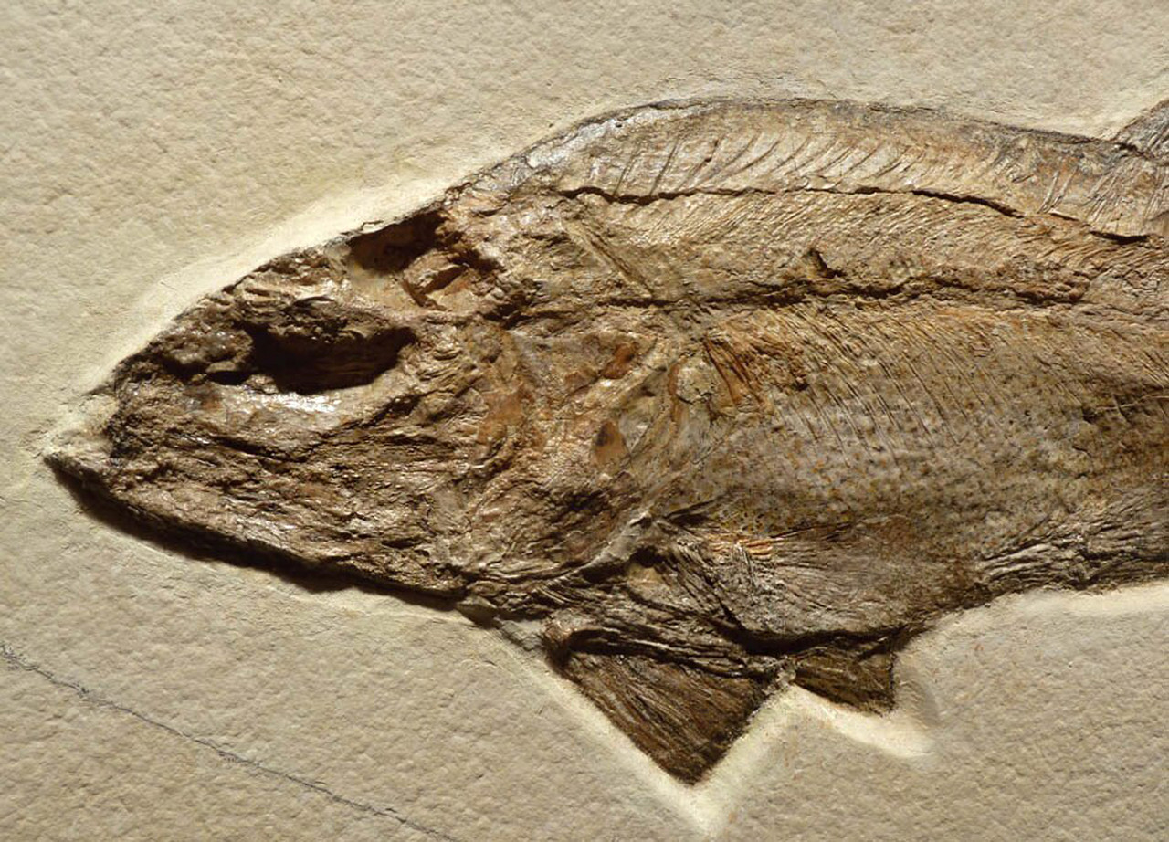 MASSIVE INTERIOR DESIGN ACCENT FOSSIL MUSEUM GRADE GIANT CALLOPTERUS FISH FOSSIL  *F111