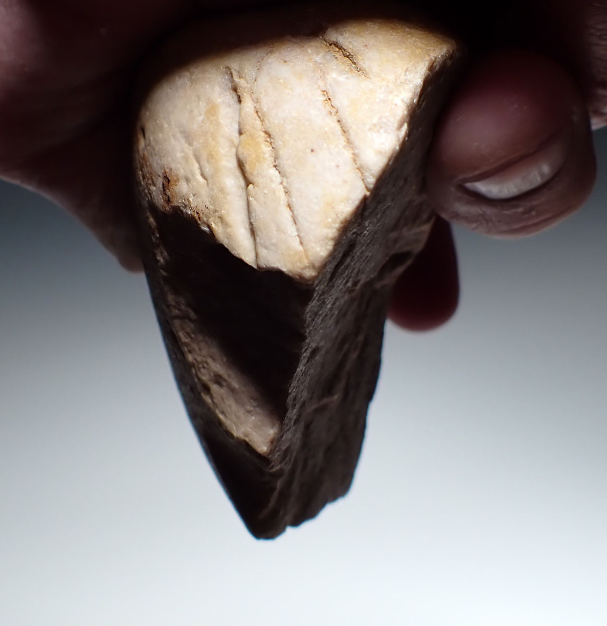 EXCEPTIONAL RARE TAUTAVEL MAN QUARTZITE PEBBLE CHOPPER TOOL - THE EARLIEST HUMANS IN FRANCE  *PB226