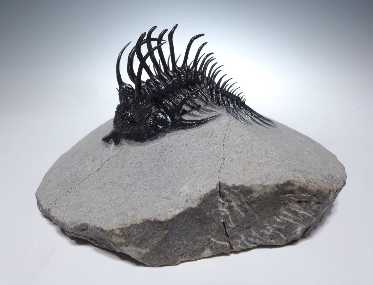 SUPREME LARGE SPINY COMURA TRILOBITE WITH ALL SPINES PREPARED FREE-STANDING  *TRX911