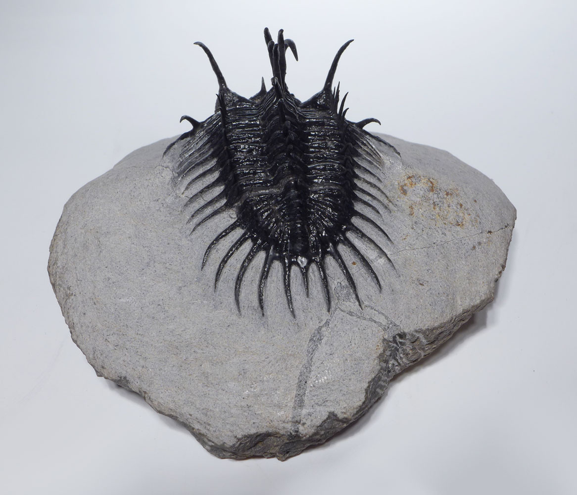 SUPREME LARGE SPINY COMURA TRILOBITE WITH ALL SPINES PREPARED FREE-STANDING  *TRX911