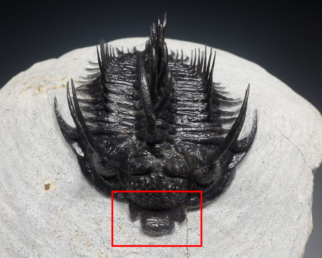 SUPREME LARGE SPINY COMURA TRILOBITE WITH ALL SPINES PREPARED FREE-STANDING  *TRX911