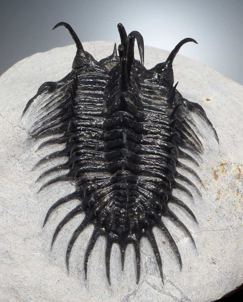 SUPREME LARGE SPINY COMURA TRILOBITE WITH ALL SPINES PREPARED FREE-STANDING  *TRX911