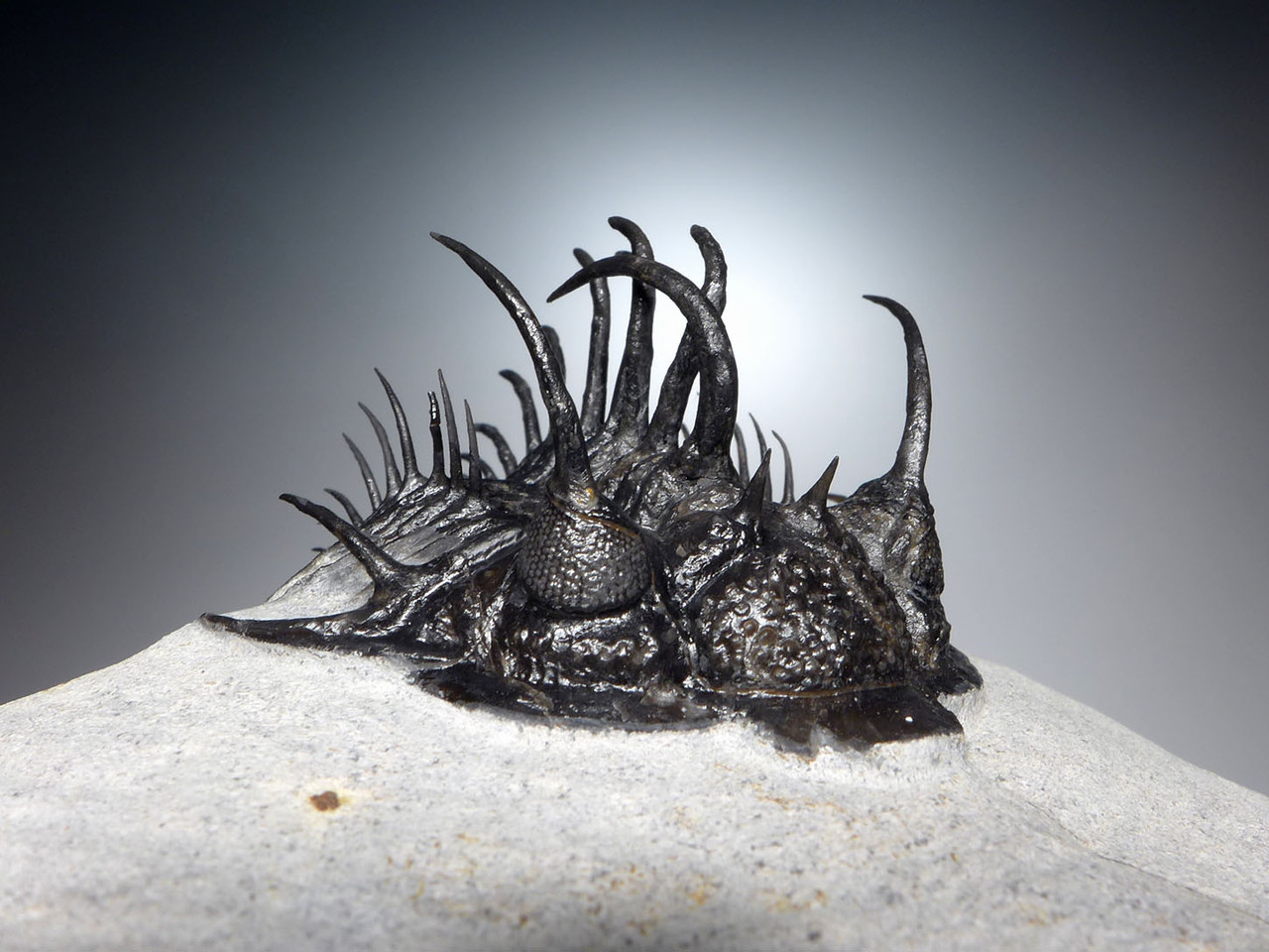 SUPREME LARGE SPINY COMURA TRILOBITE WITH ALL SPINES PREPARED FREE-STANDING  *TRX911