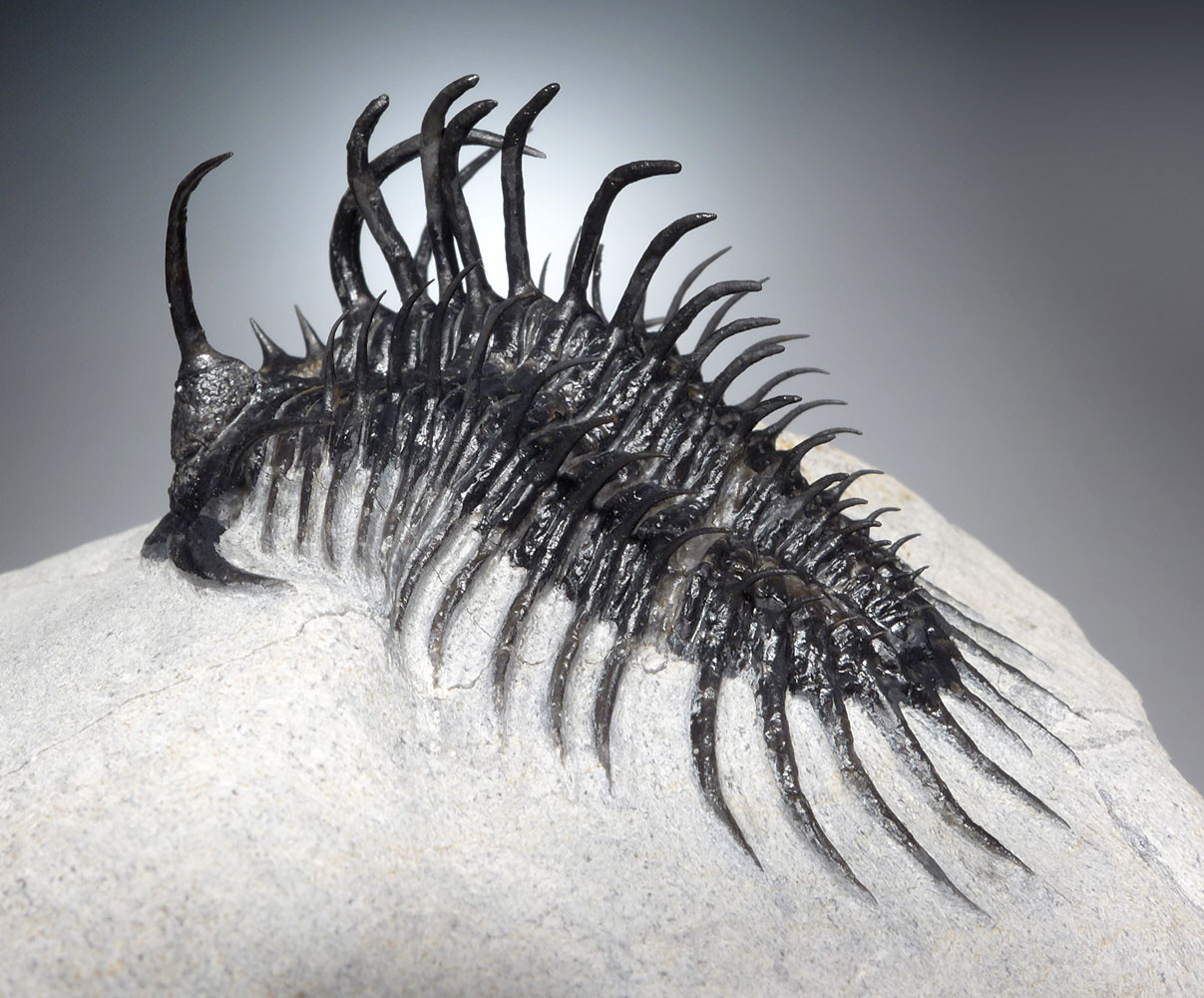 SUPREME LARGE SPINY COMURA TRILOBITE WITH ALL SPINES PREPARED FREE-STANDING  *TRX911