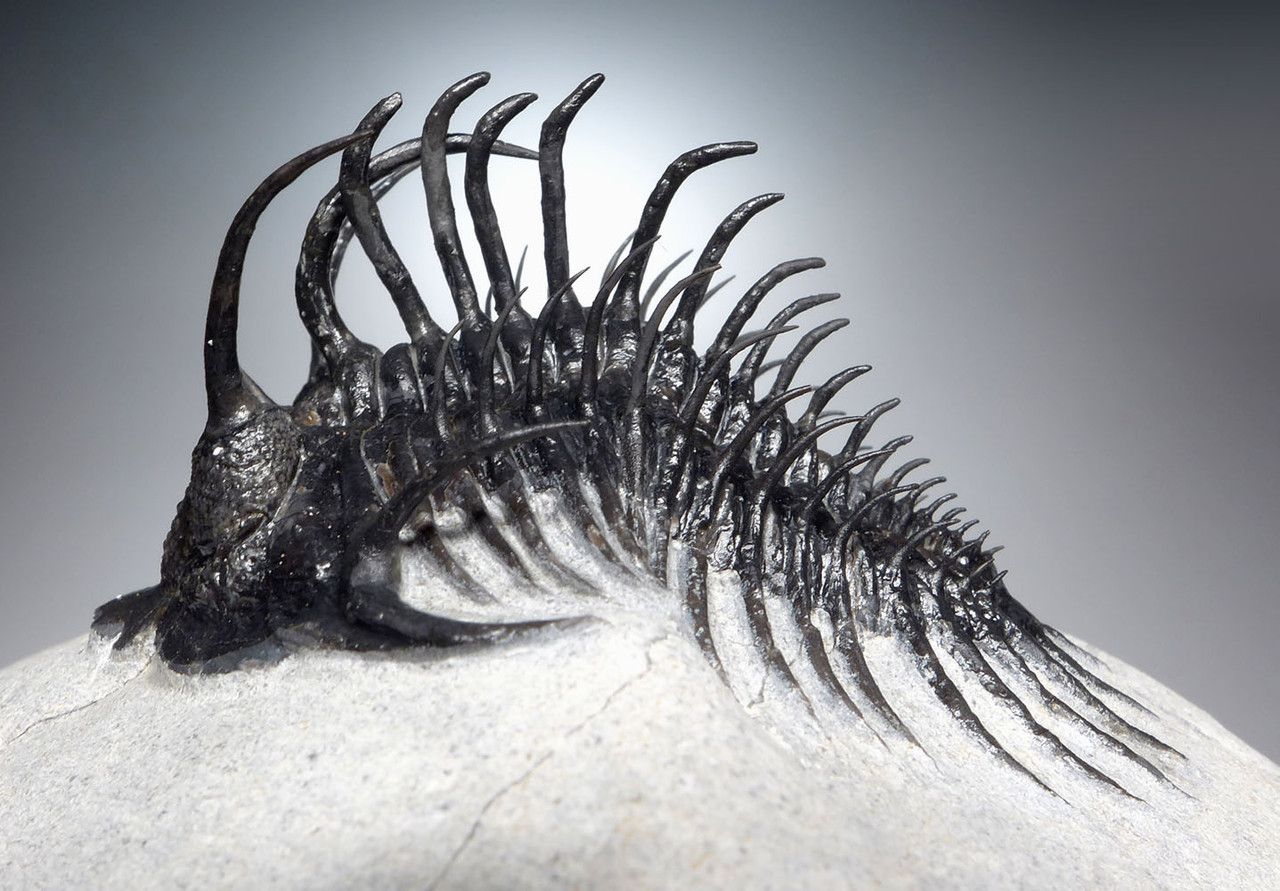 SUPREME LARGE SPINY COMURA TRILOBITE WITH ALL SPINES PREPARED FREE-STANDING  *TRX911