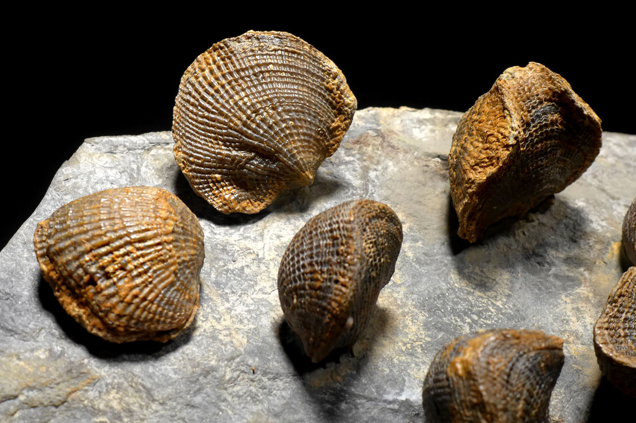ATRYPA DEVONIAN BRACHIOPOD COLONY FROM SITE OF OLDEST TETRAPOD FOSSILS  *BR036