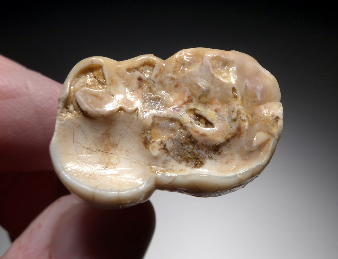 ARDENNES FOREST BELGIUM CAVE BEAR FOSSIL MOLAR TOOTH RARE LOCATION  *LM40-212