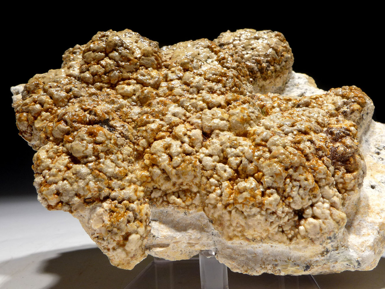 NATURAL FORM FOSSIL PREHISTORIC CYANOBACTERIA COLONY STROMATOLITE FROM AN ANCIENT OLIGOCENE LAKE  *STX502