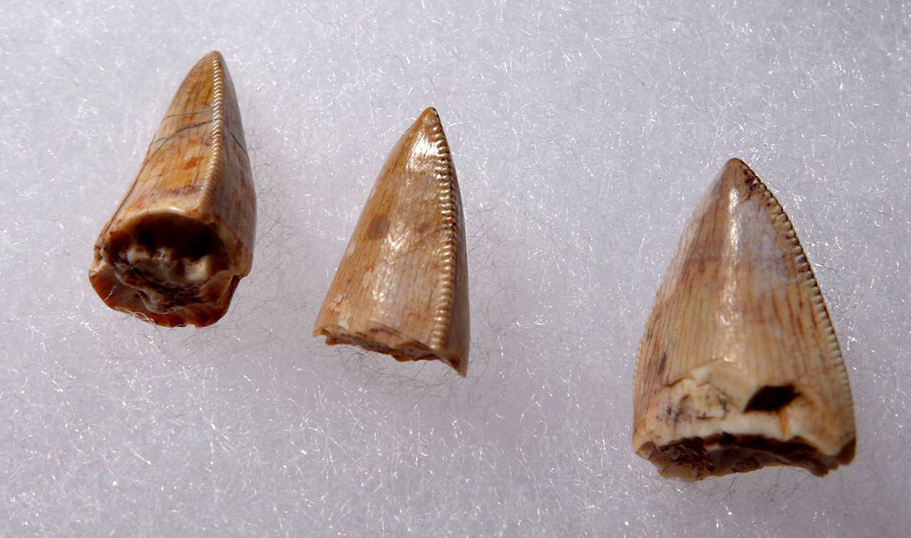 COLLECTION OF THREE TRIASSIC REPTILE FOSSIL RUTIODON PHYTOSAUR TEETH  *DT12-029