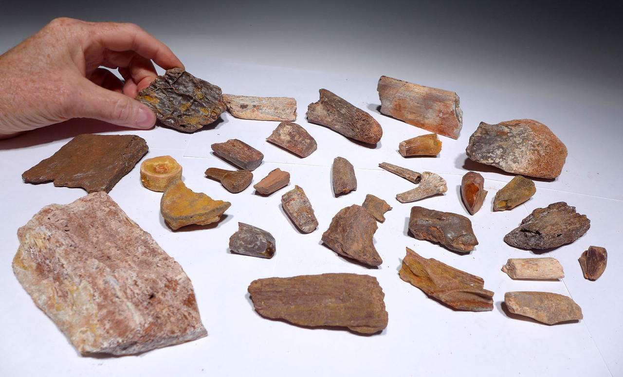 GROUP OF 30 FOSSIL DINOSAUR AND REPTILE TEETH AND BONES  *BONELOT13