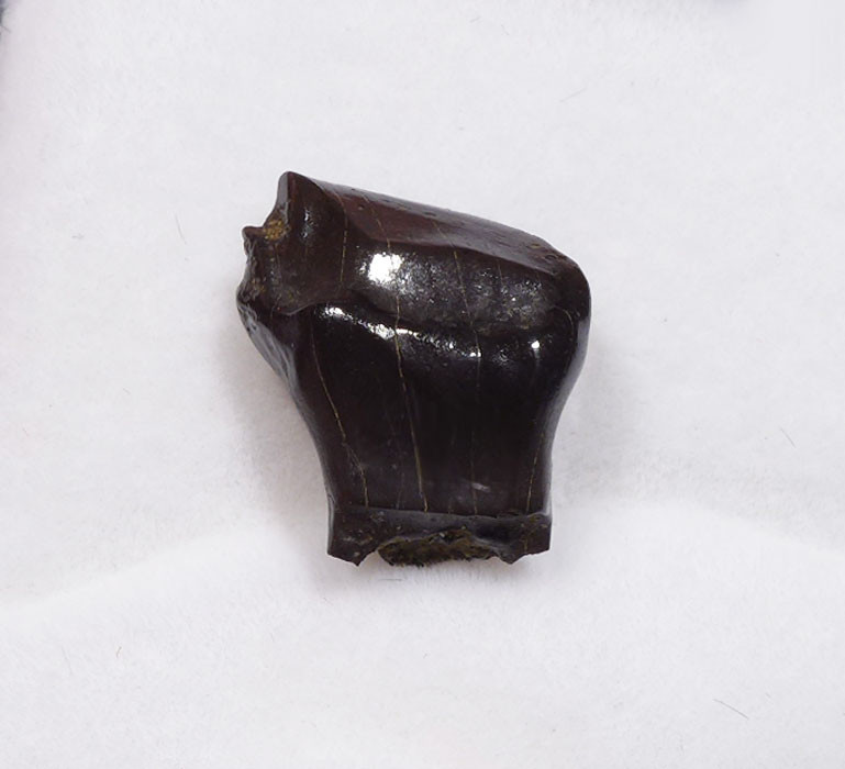 EDMONTONIA FOSSIL ARMORED DINOSAUR TOOTH FROM A NODOSAURID ANKYLOSAUR  *DT10-140