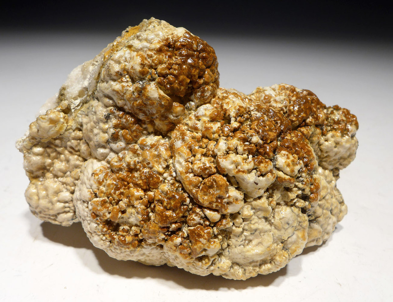 OLIGOCENE FOSSIL STROMATOLITE CYANOBACTERIA BALL COLONIES FROM AN ANCIENT LAKE  *STR584