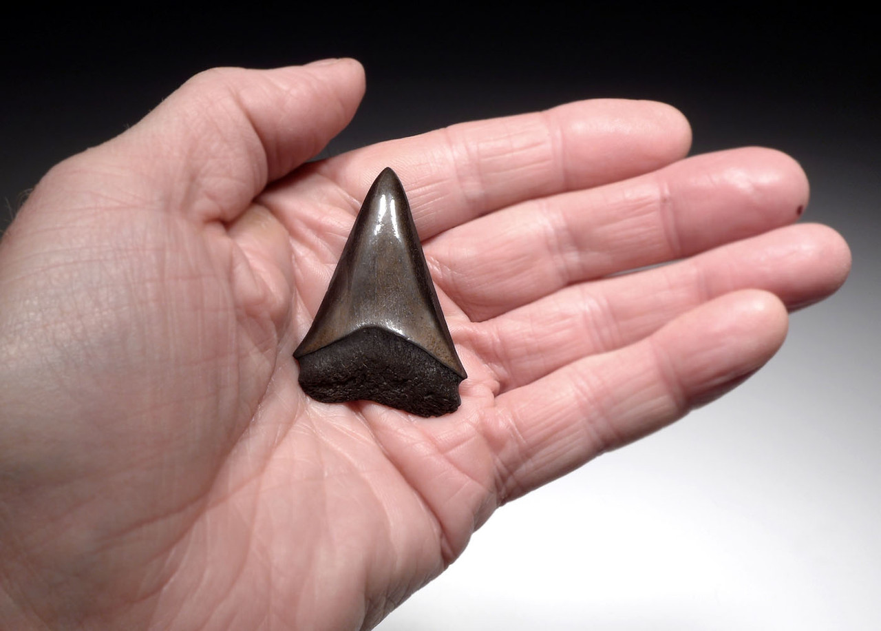 EXCELLENT 2.1 INCH ISURUS HASTALIS BROAD TOOTH MAKO FOSSIL SHARK TOOTH WITH CHATOYANT BRONZE ENAMEL  *SHX100