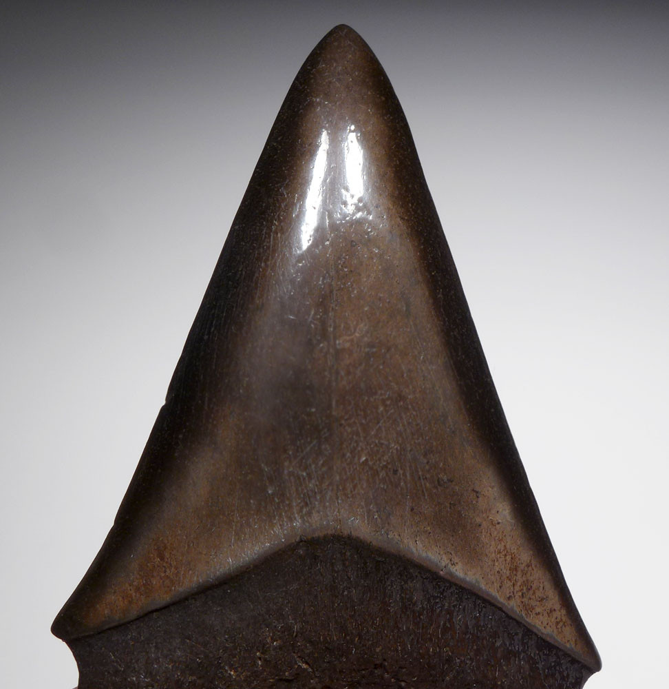 EXCELLENT 2.1 INCH ISURUS HASTALIS BROAD TOOTH MAKO FOSSIL SHARK TOOTH WITH CHATOYANT BRONZE ENAMEL  *SHX100