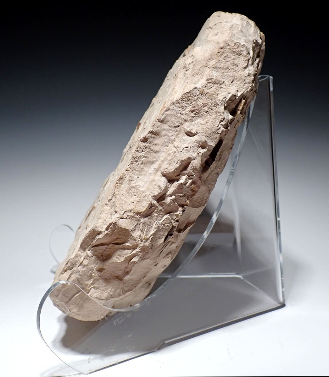 RARE BABY FOSSIL MESOSAURUS EXTINCT MARINE REPTILE FROM THE EARLY PERMIAN OF SOUTH AMERICA  *M1