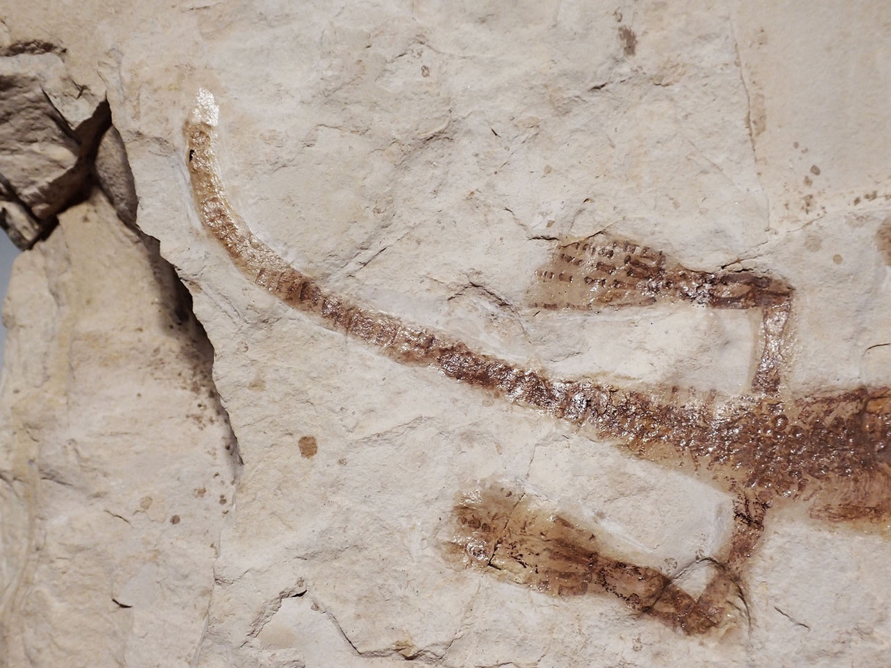 RARE BABY FOSSIL MESOSAURUS EXTINCT MARINE REPTILE FROM THE EARLY PERMIAN OF SOUTH AMERICA  *M1