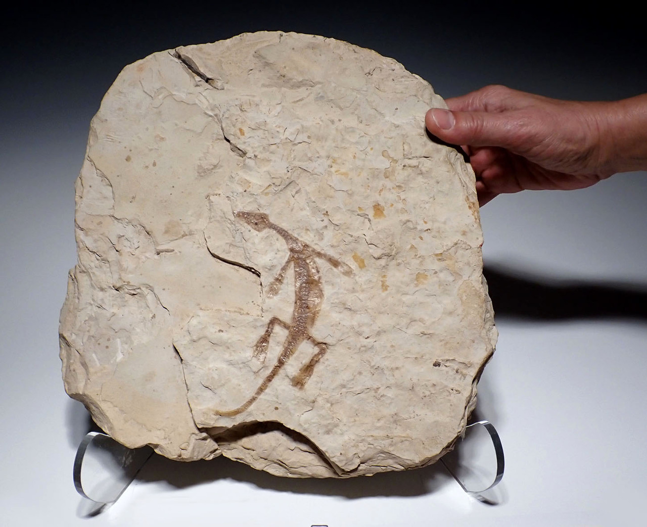 RARE BABY FOSSIL MESOSAURUS EXTINCT MARINE REPTILE FROM THE EARLY PERMIAN OF SOUTH AMERICA  *M1