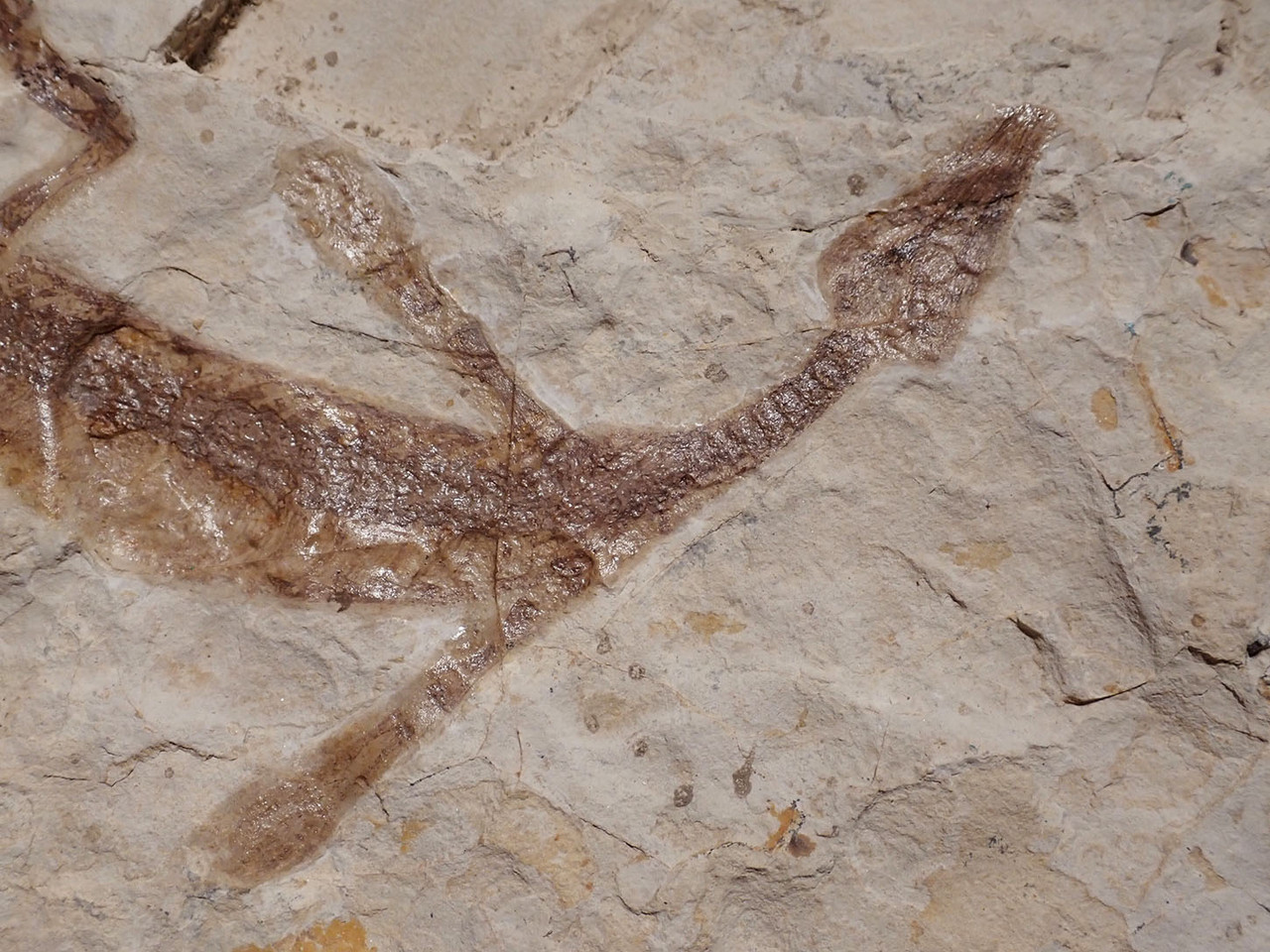 RARE BABY FOSSIL MESOSAURUS EXTINCT MARINE REPTILE FROM THE EARLY PERMIAN OF SOUTH AMERICA  *M1