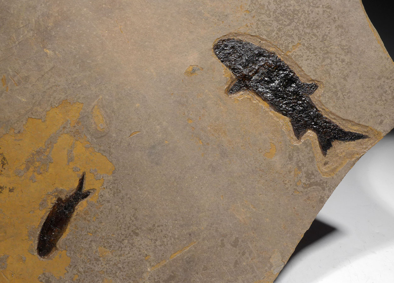 LARGE UNBROKEN NATURAL DOUBLE PARAMBLYPTERUS PERMIAN PRIMITIVE EARLY FISH FOSSIL FROM BEFORE THE DINOSAURS  *F147