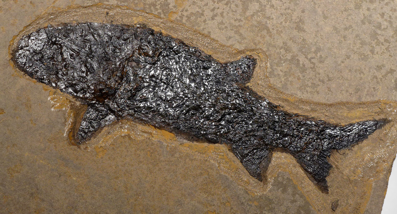 LARGE UNBROKEN NATURAL DOUBLE PARAMBLYPTERUS PERMIAN PRIMITIVE EARLY FISH FOSSIL FROM BEFORE THE DINOSAURS  *F147