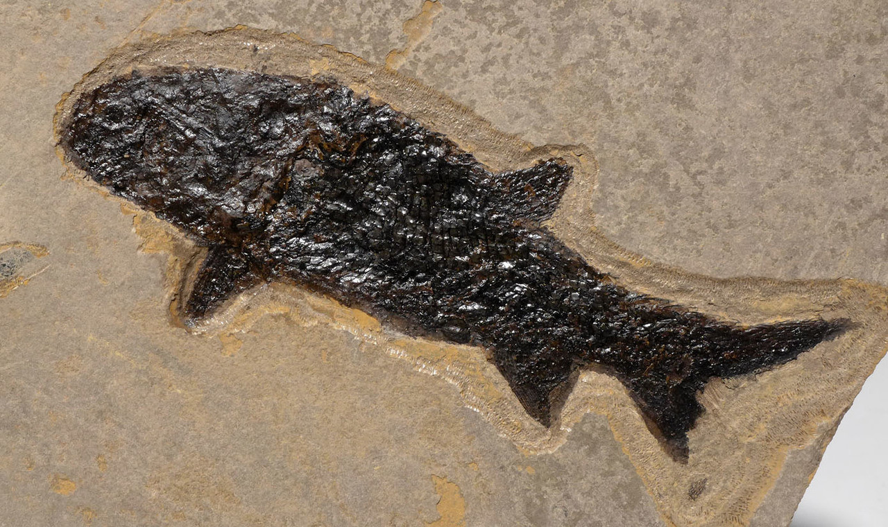 LARGE UNBROKEN NATURAL DOUBLE PARAMBLYPTERUS PERMIAN PRIMITIVE EARLY FISH FOSSIL FROM BEFORE THE DINOSAURS  *F147