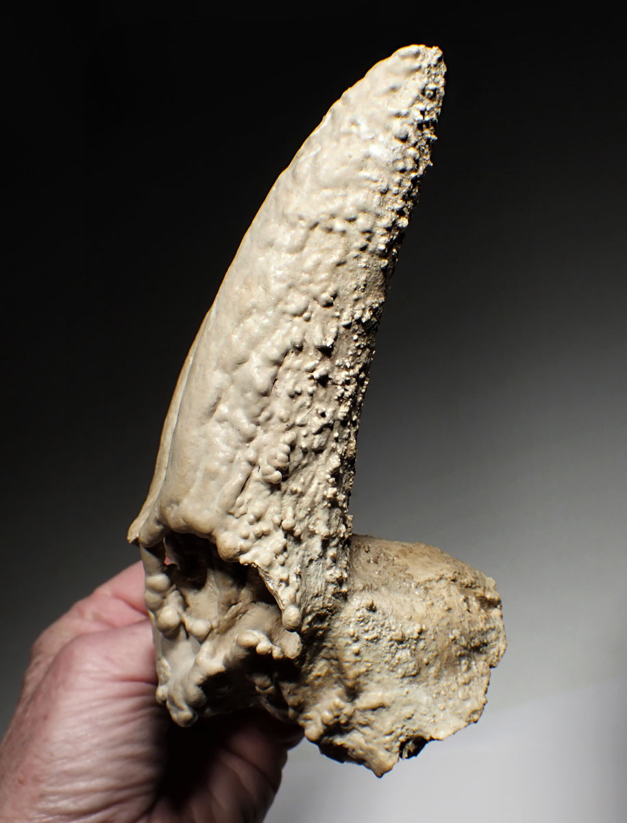 EXTREMELY RARE FOSSIL IBEX PARTIAL SKULL WITH HORN CORES COVERED IN CALCITE CAVE PEARLS  *LMX335