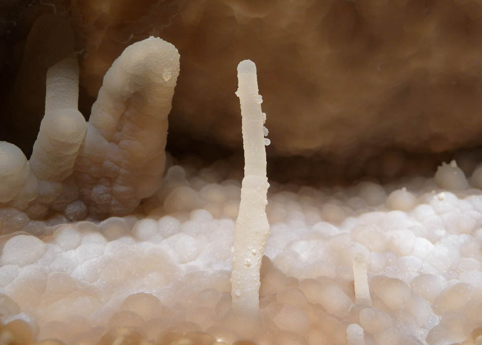 RARE WHITE FOSSIL AGATIZED CORAL GEODE "CAVE" WITH RARE CRYSTAL STRUCTURES  *COR102