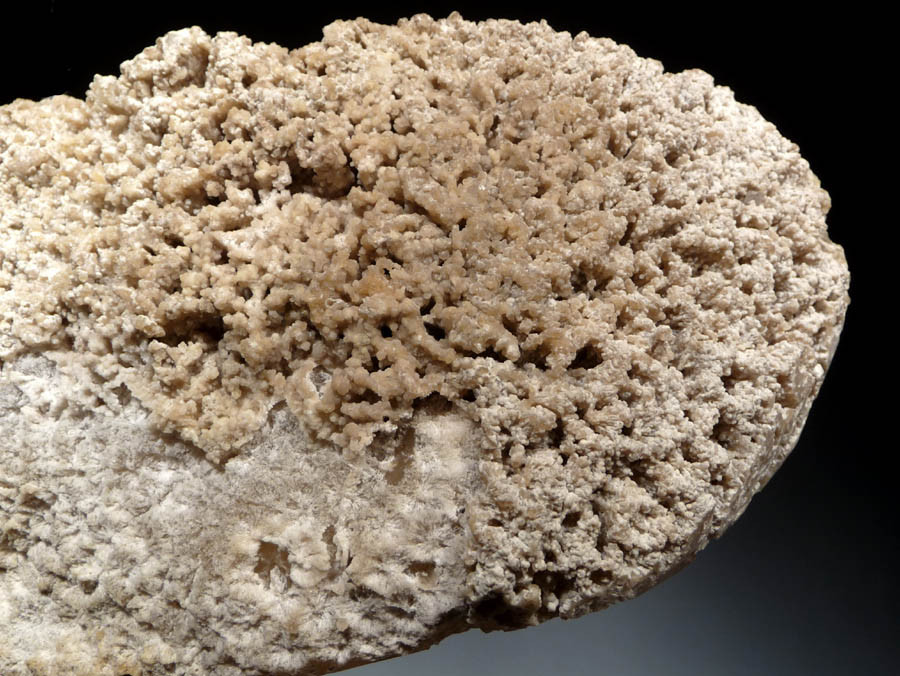 RARE WHITE FOSSIL AGATIZED CORAL GEODE "CAVE" WITH RARE CRYSTAL STRUCTURES  *COR102