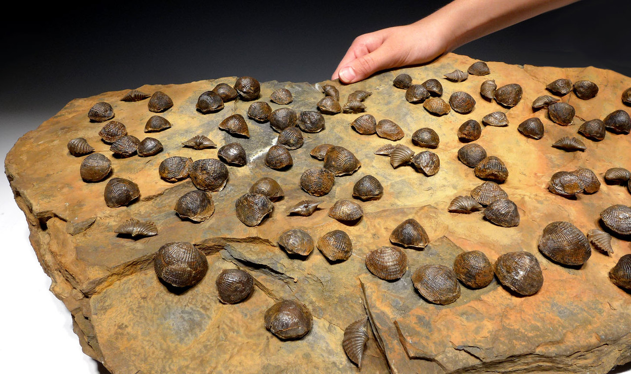 OUR LARGEST ATRYPA DEVONIAN BRACHIOPOD COLONY FROM OLDEST TETRAPOD FOOTPRINTS SITE  *BRX02