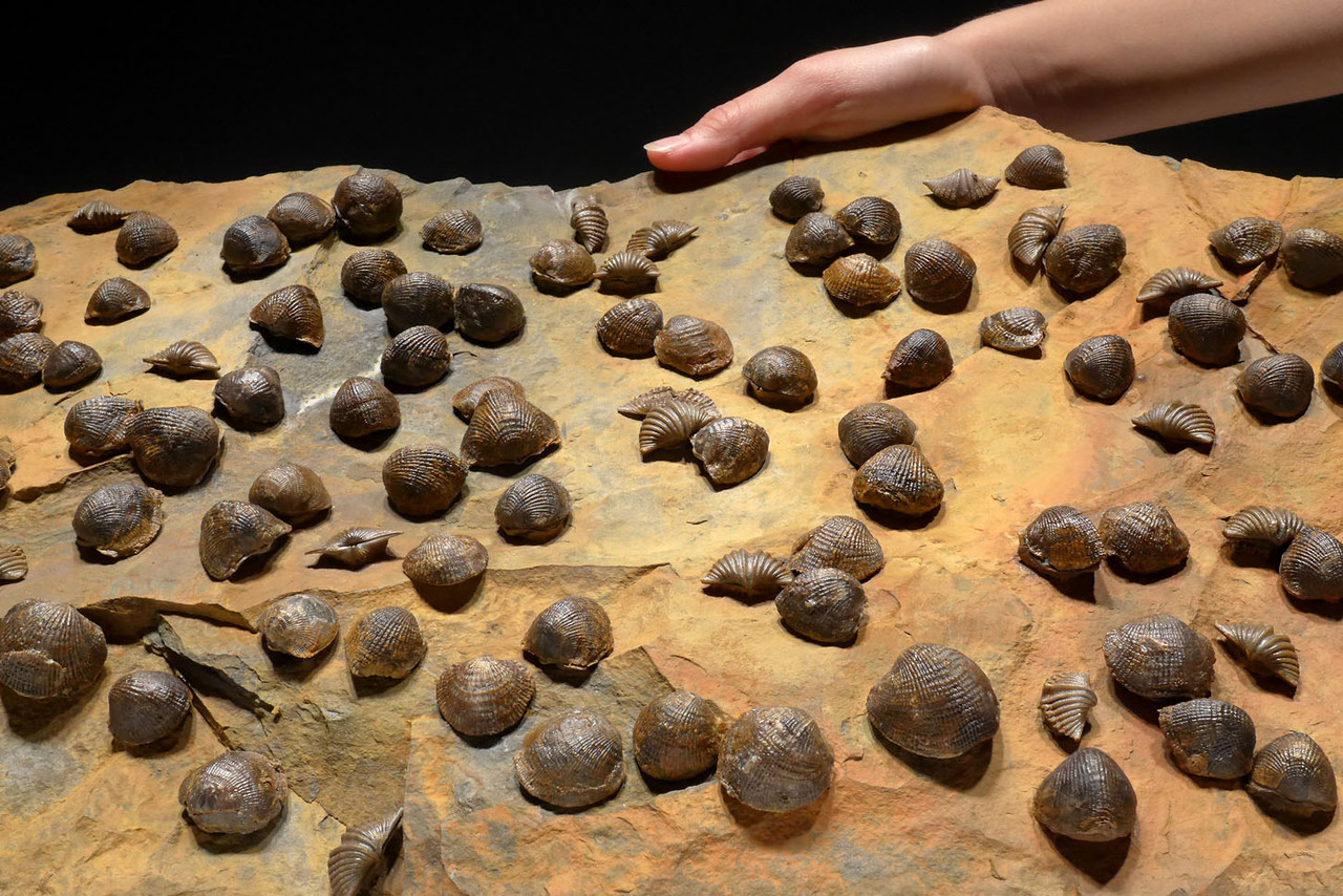 OUR LARGEST ATRYPA DEVONIAN BRACHIOPOD COLONY FROM OLDEST TETRAPOD FOOTPRINTS SITE  *BRX02