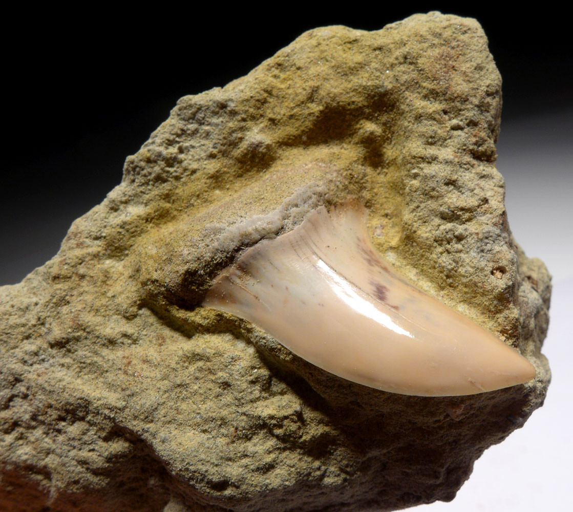 FOSSIL HOOKED-TOOTH MAKO SHARK TOOTH ISURUS PLANUS IN MATRIX FROM SHARKTOOTH HILL CALIFORNIA  *STH009