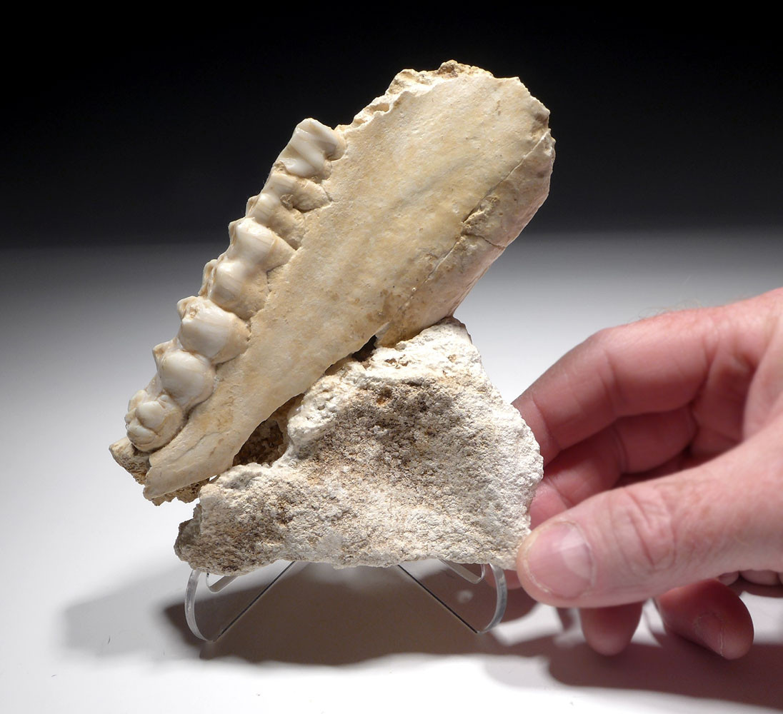 RARE ICE AGE ARDENNES FOREST PARTIAL WILD BOAR CAVE FOSSIL MANDIBLE WITH TEETH FROM A CAVE HYENA DEN IN BELGIUM   *LMX281