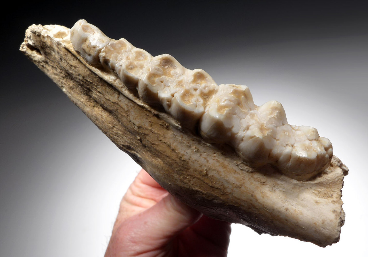 RARE ICE AGE ARDENNES FOREST PARTIAL WILD BOAR CAVE FOSSIL MANDIBLE WITH TEETH FROM A CAVE HYENA DEN IN BELGIUM   *LMX281