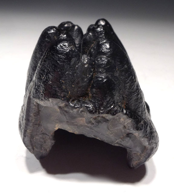 RARE UNERUPTED GOMPHOTHERE PREHISTORIC ELEPHANT MOLAR TOOTH WITH UNWORN CROWN *LMX186