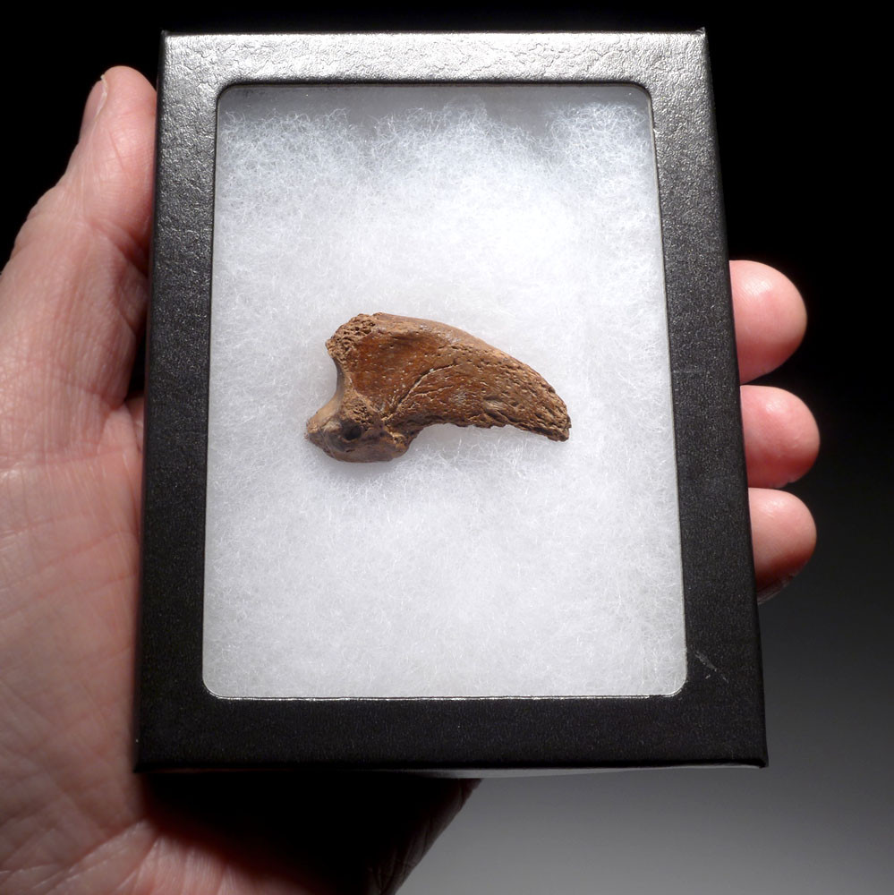 SUPREME FOSSIL CAVE BEAR URSUS SPELAEUS CLAW FROM THE FAMOUS DRACHENHOHLE DRAGONS CAVE IN AUSTRIA  *LM40X17