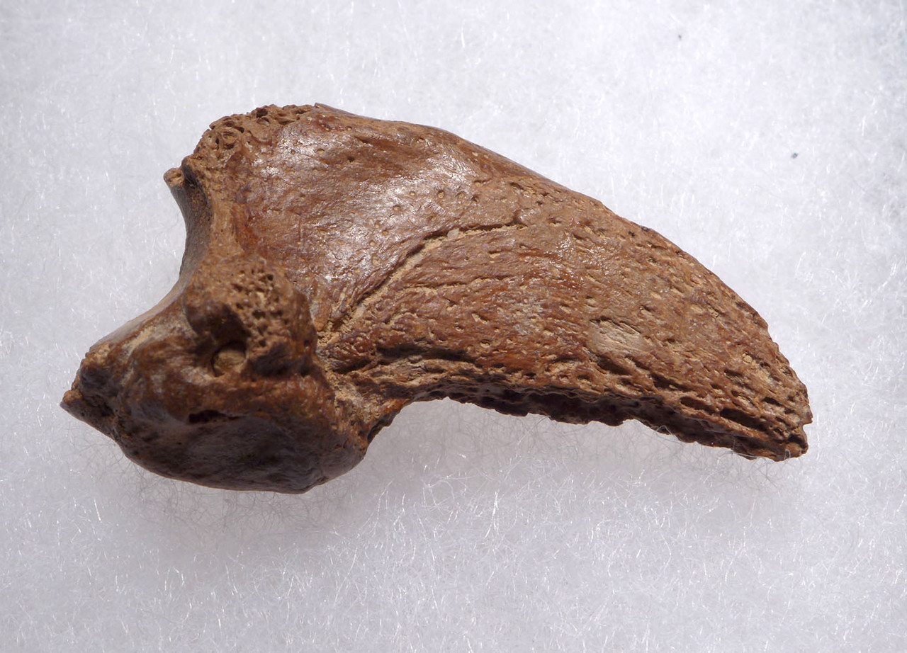 SUPREME FOSSIL CAVE BEAR URSUS SPELAEUS CLAW FROM THE FAMOUS DRACHENHOHLE DRAGONS CAVE IN AUSTRIA  *LM40X17