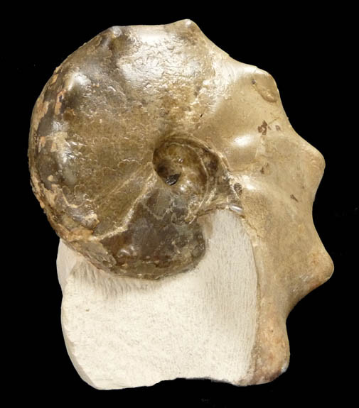 UNIQUE GIFT IDEA - OUR BEST CRETACEOUS HORNED MAMITES AMMONITE FOSSIL FROM THE DINOSAUR DAYS  *AMX-162