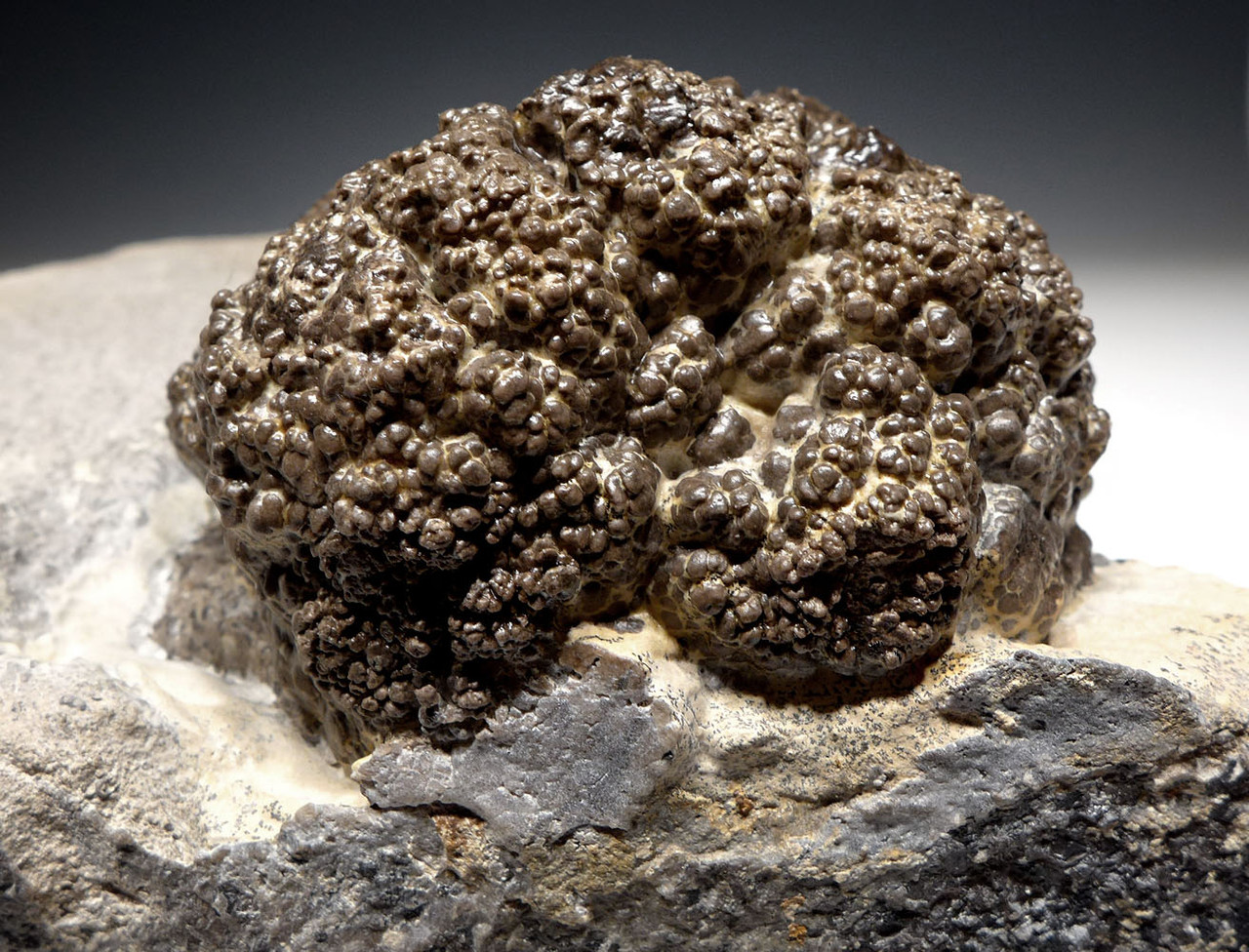 RARE PERMIAN FRESHWATER FOSSIL STROMATOLITE BACTERIA BALL FOSSILS  *STX800