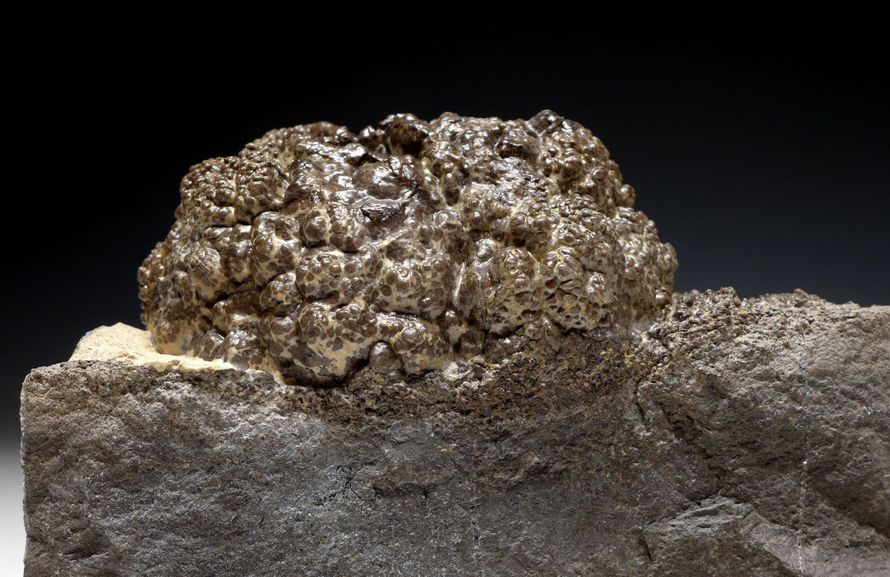 RARE PERMIAN FRESHWATER FOSSIL STROMATOLITE BACTERIA BALL FOSSILS  *STX800