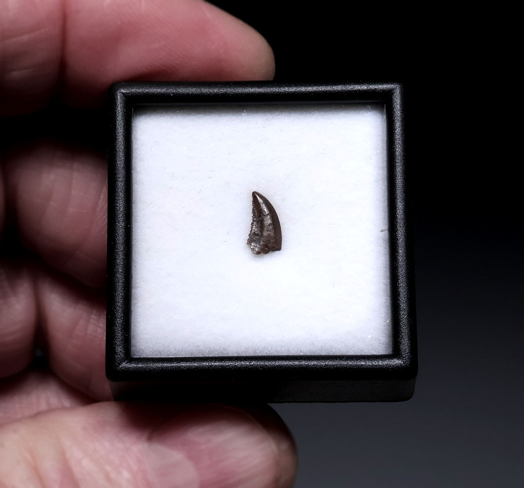 RARE BAMBIRAPTOR FOSSIL DROMAEOSAUR DINOSAUR TOOTH  *DTX65