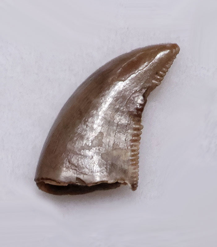 RARE BAMBIRAPTOR FOSSIL DROMAEOSAUR DINOSAUR TOOTH  *DTX64