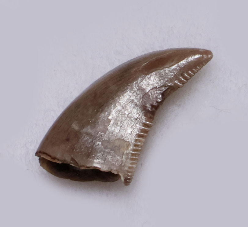 RARE BAMBIRAPTOR FOSSIL DROMAEOSAUR DINOSAUR TOOTH  *DTX64