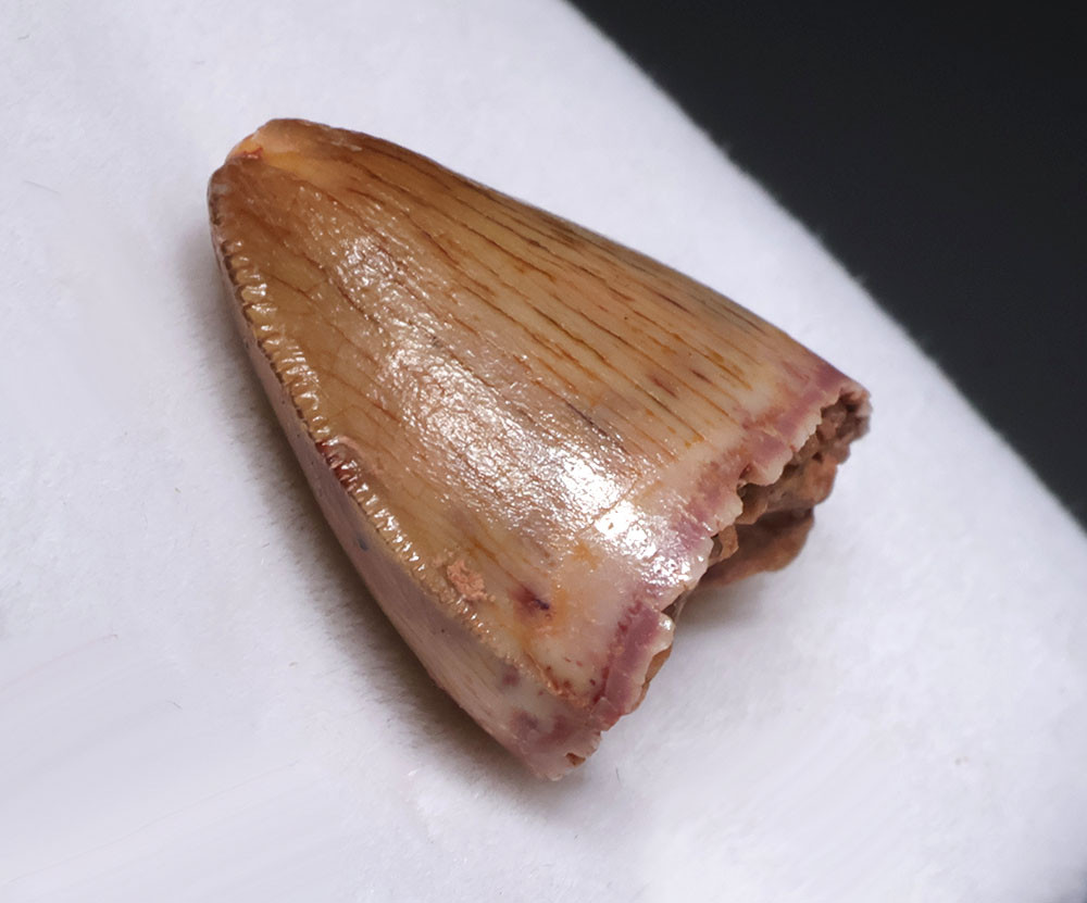 RARE LARGE TOOTH FROM HAMADASUCHUS DINOSAUR-ERA CROCODYLOMORPH REPTILE  *DTX68