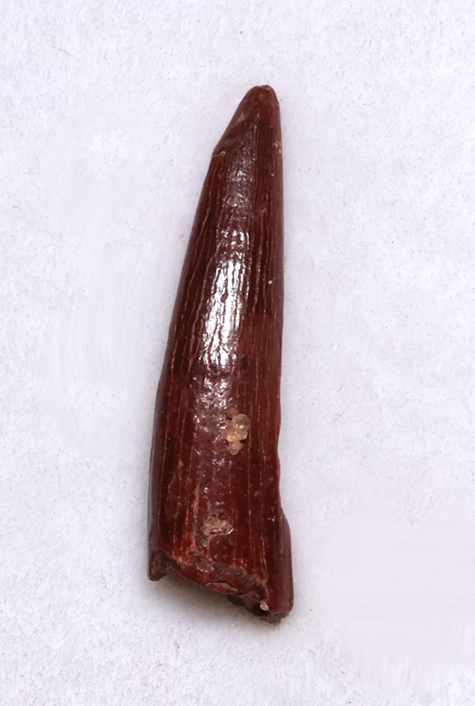 FINE QUALITY FOSSIL PTEROSAUR TOOTH FROM A FLYING PREHISTORIC PTERODACTYL  *DTX66