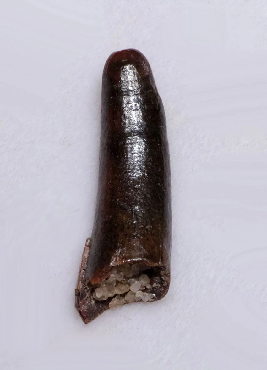 FINE QUALITY FOSSIL PTEROSAUR TOOTH FROM A FLYING PREHISTORIC PTERODACTYL  *DTX63