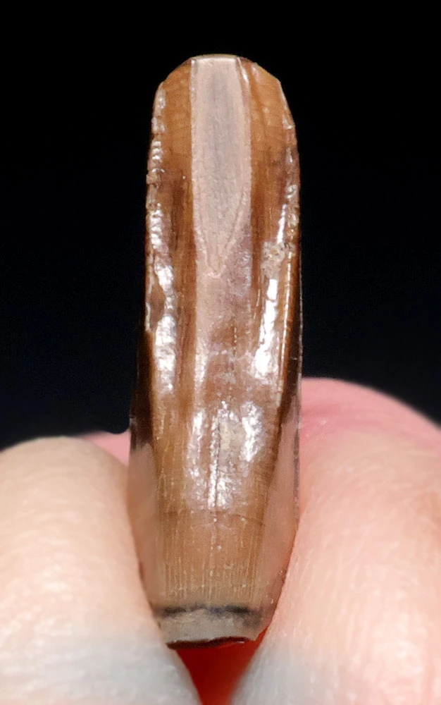 UNBROKEN JUVENILE DASPLETOSAURUS PREMAX FOSSIL DINOSAUR TOOTH FROM A TYRANNOSAUR OF THE JUDITH RIVER FORMATION  *DTX67